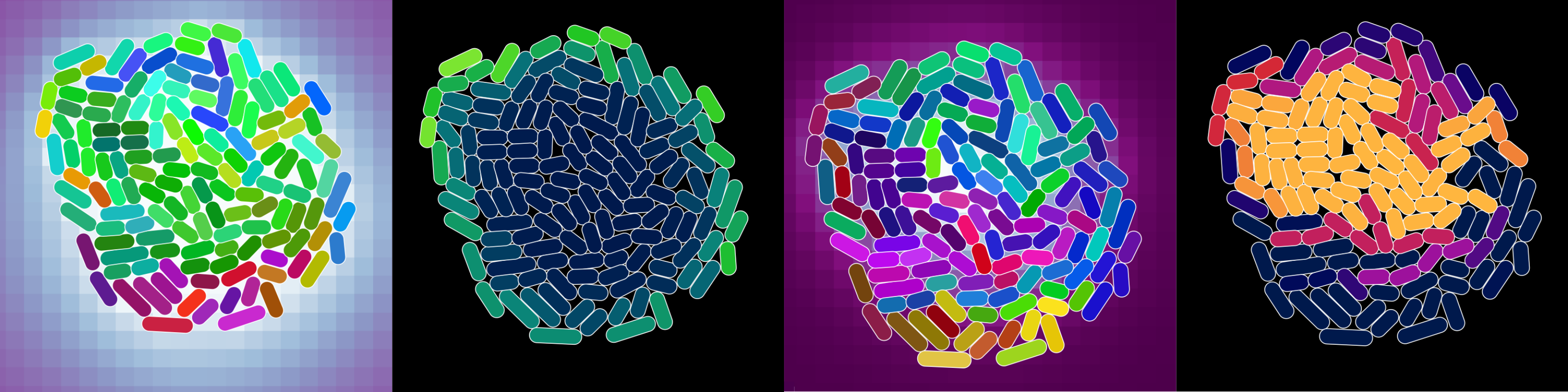 4 snapshots of a colony of cells with various cell and background
coloration.