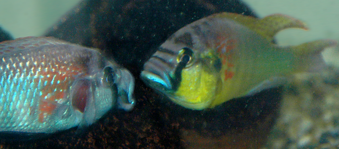 Dominant male Astatotilapia burtoni dispute a territorial boundary.